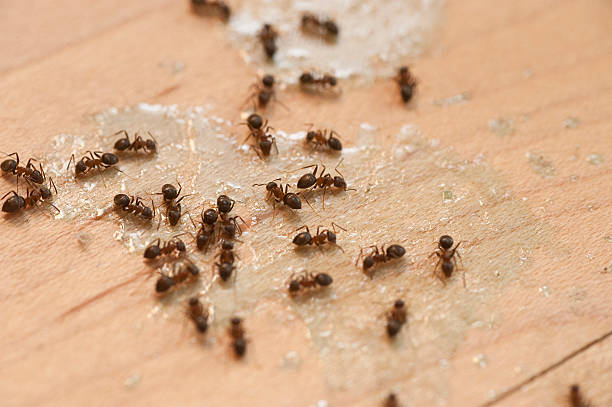 Wildlife Control Services in Russells Point, OH