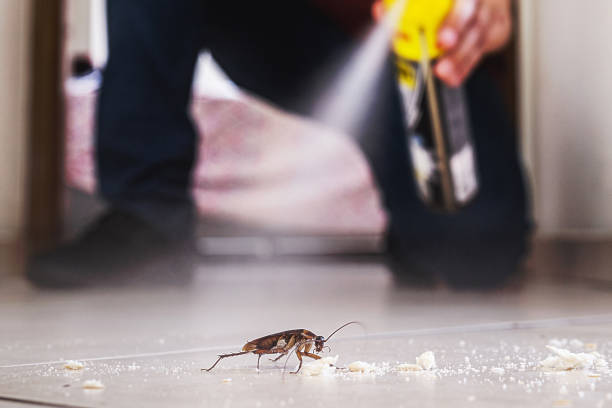 Reliable Russells Point, OH Pest Control Solutions