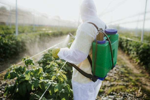 Best Termite Control Services  in Russells Point, OH